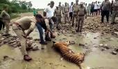 Why are tigers in Maharashtra dying?