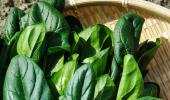 7 Delicious But Healthy Spinach Recipes