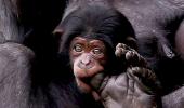 10 Fun Facts About Chimps: Bananas, Brains & Beyond