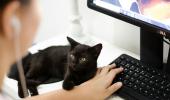 Is It Okay To Bring A Cat To Work?