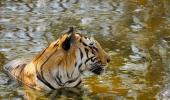 Elusive Majesty: The Glorious Tiger