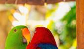 Parrots! Why India Loves Them