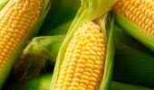 Kernel Of Truth: 8 Key Reasons To Eat Corn