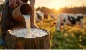 Which Country Produces The Most Milk?