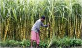 ASEAN FTA: Good or bad for Indian farmers?
