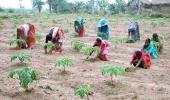 Few people get 100-day employment under NREGA