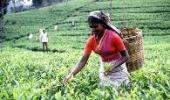 Labour problem hits Tata Tea arm's image abroad