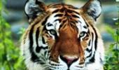 Tiger poaching: China under the lens