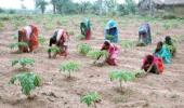 Bengal among worst NREGA performers: Pranab