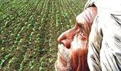 Rs 1.38 trillion disbursed among farmers