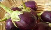 Opening the door to Bt brinjal, a step towards disaster