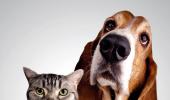 International pet product firms eye Indian market