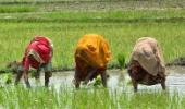 Impact of climate change on Indian agriculture