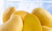 ITC to focus on tribals for export of mangoes