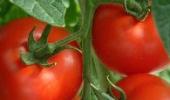 Tomato, garlic prices continue to rise