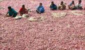 Govt rules out banning onion export