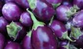 The political ploy over Bt brinjal