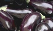 Reason triumphs over Bt brinjal!