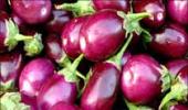 Uttarakhand bans BT brinjal