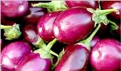 'BT brinjal to become reality in couple of years'