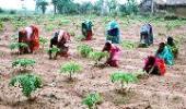 NREGA benefited over 4 cr households: Prez