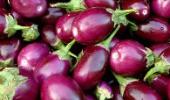 Ramesh to popularise Bt brinjal across India