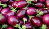 All you wanted to know about Bt brinjal