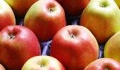 Apples get 40% cheaper, thanks to bumper crop