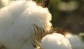 Bt cotton yield falls in Gujarat