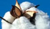 New pests hit Bt cotton: Govt lab