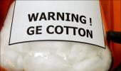 Setback for Bt cotton! Pest develops resistance