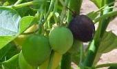 Indian lab to develop frost-tolerant Jatropha