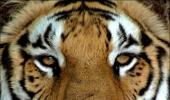 Two tigers die in Kanha, toll in MP in one year reaches 20