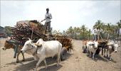 Beef ban hits Indian farmers, traders