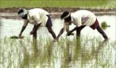 Huge subsidy problem for food security bill