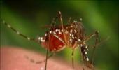 DRDO unleashes latest weapon: Mosquito repellent!