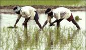 'Budget: Govt should give incentives to agri'