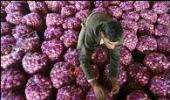 Onion prices crash in Delhi, Nashik