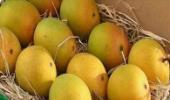 'Exporting mangoes to US is a sour experience'