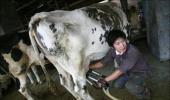 China to produce 'human milk' from GM cows!