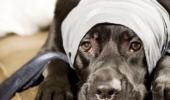 Few takers for pet insurance
