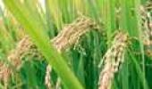 Govt to tighten screws on FDI in seed sector