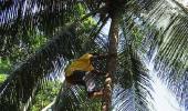 A Kerala youth turns coconut plucking into a hi-tech job