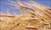 India asks Iran to lift wheat import ban