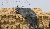 India's foodgrain stock to rise but much will rot