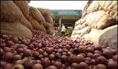 Patchy rains: Onion shortage looms