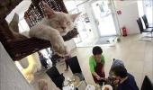 IMAGES: Visit Vienna's first cat cafe!