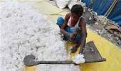 Cotton export to Bangladesh may hit 13.5 mn bales