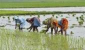 India topples Thailand as world's largest rice exporter