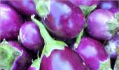 NBA to file case against developers of BT Brinjal